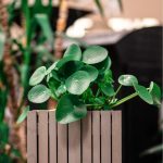 pilea